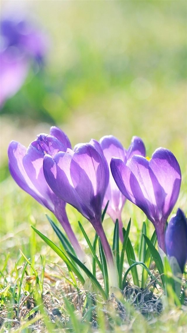 Nature Bright Sunshine Purple Flower Grass Leafy Field iPhone 8 wallpaper 
