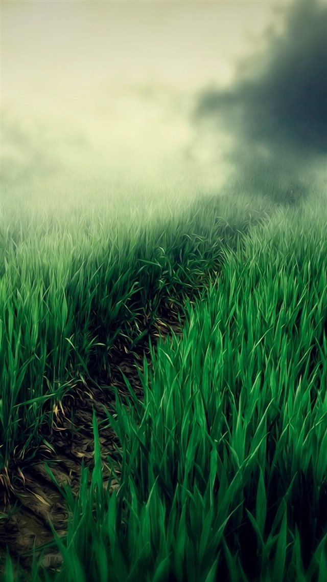 Country Foggy Twilight Grass Leafy Field Path iPhone 8 wallpaper 