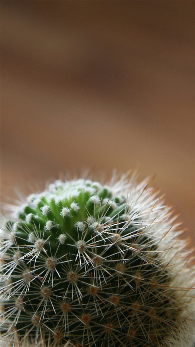 Desert Cactus Macro Blur iPhone 8 wallpaper 
