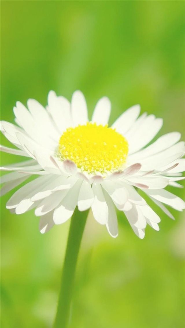 Pure Beautiful White Daisy Bloom Macro Blur iPhone 8 wallpaper 