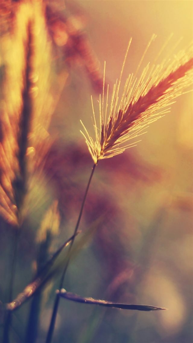 Farm Wheat Corp Macro Blur iPhone 8 wallpaper 