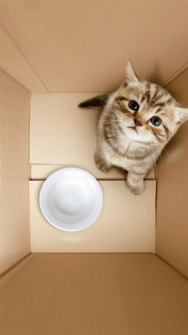 Dimensional 3D Poor Kitten In Box iPhone 8 wallpaper 