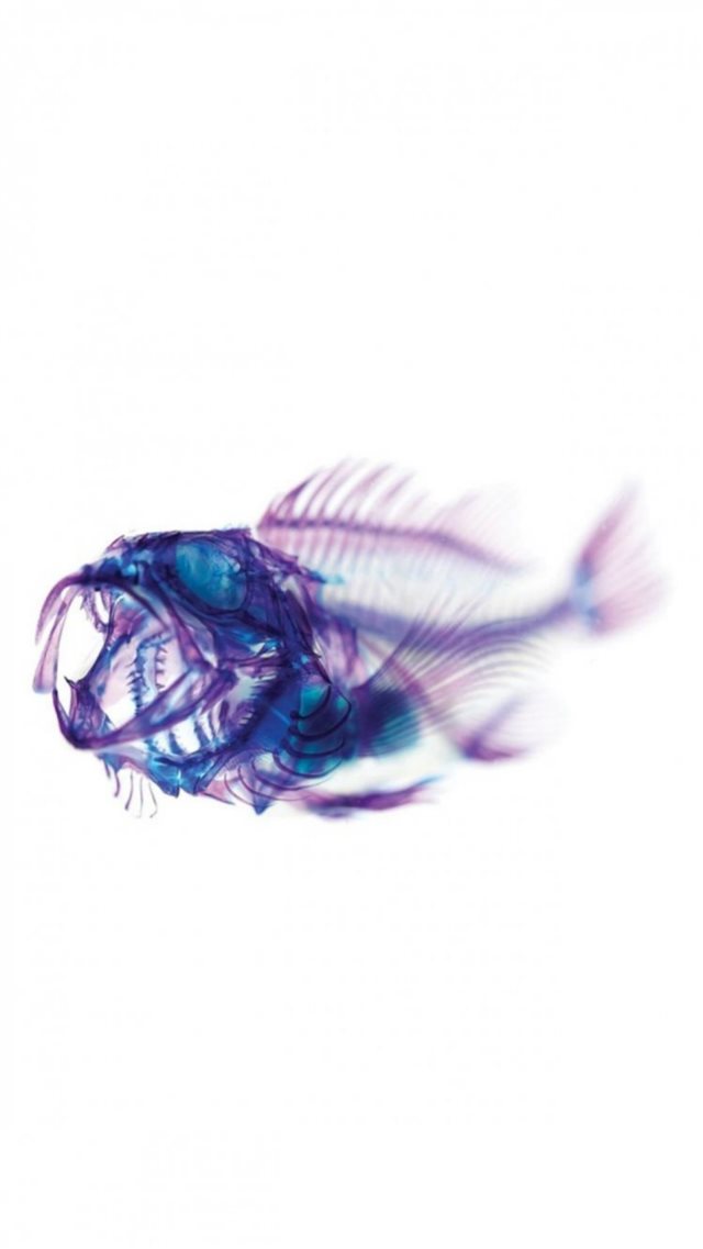 Xray Fish Skeleton Art iPhone 8 wallpaper 