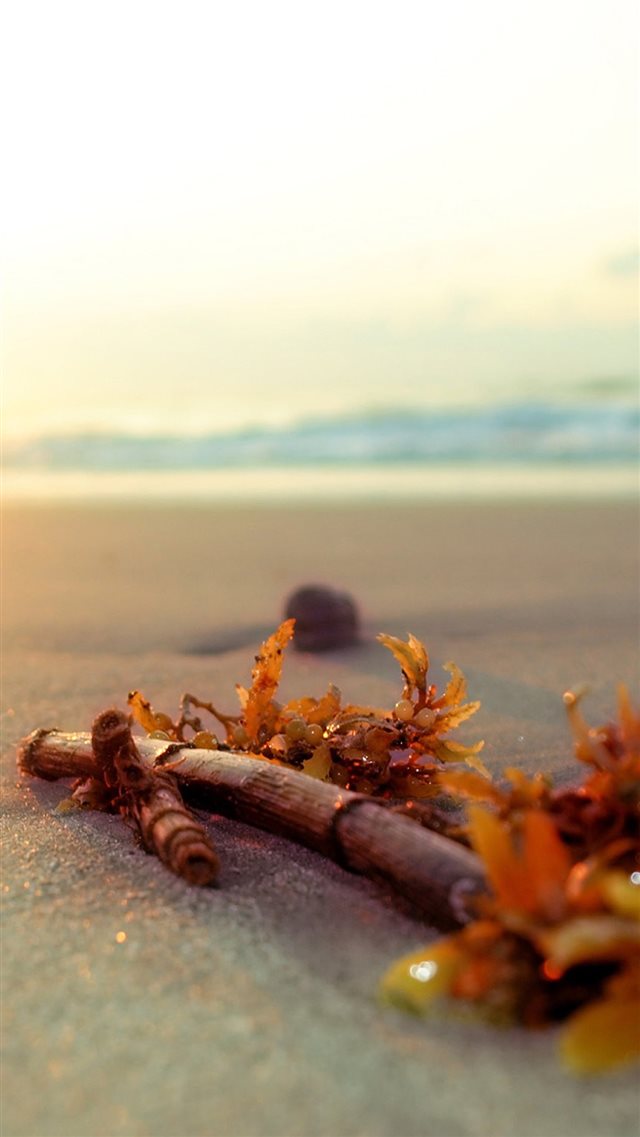 Summer Bright Sunshine Beach Kelp iPhone 8 wallpaper 