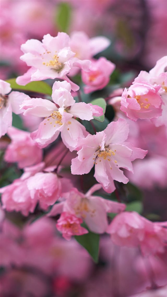 Nature Spring Blossom Flower Branch Macro iPhone 8 wallpaper 