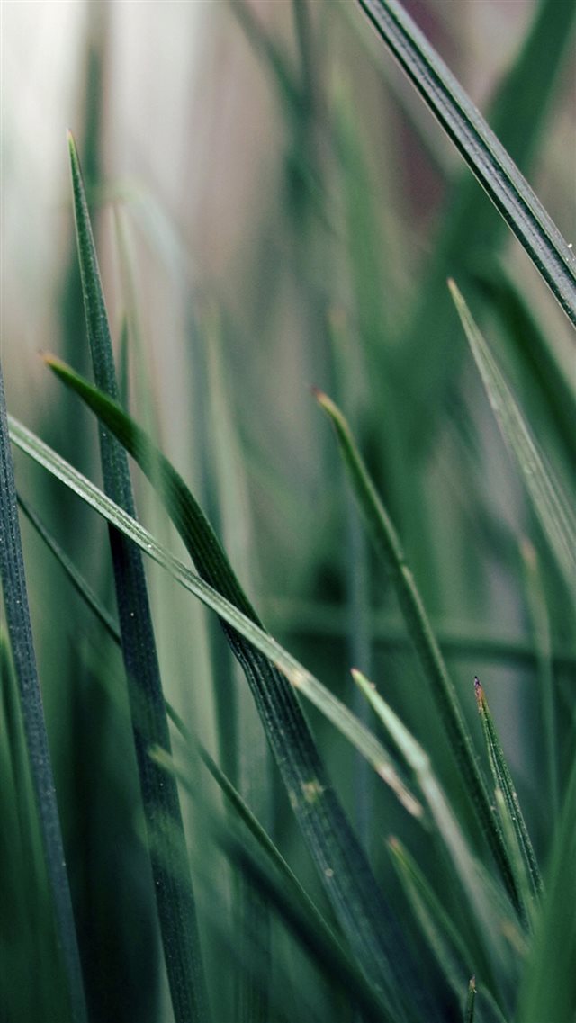 Nautre Plant Leafy Green Blur iPhone 8 wallpaper 