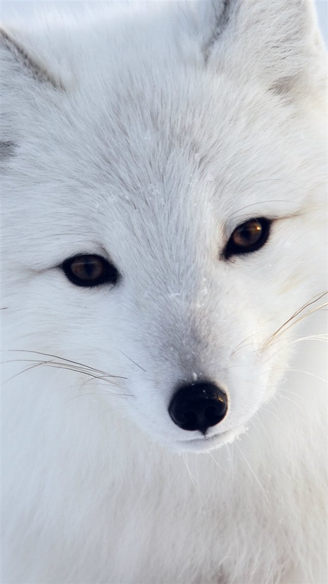 Artic Fox White Animal Cute iPhone 8 wallpaper 