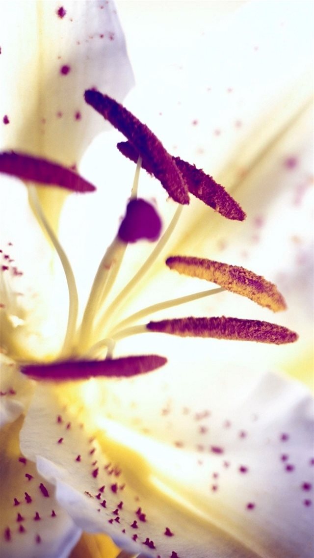 Aesthetic Purple Flower Heart Lily Macro iPhone 8 wallpaper 