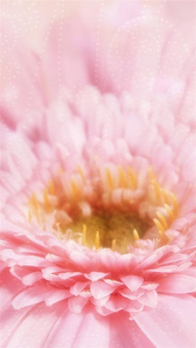 Dreamy Pink Blossom Flower Macro iPhone 8 wallpaper 