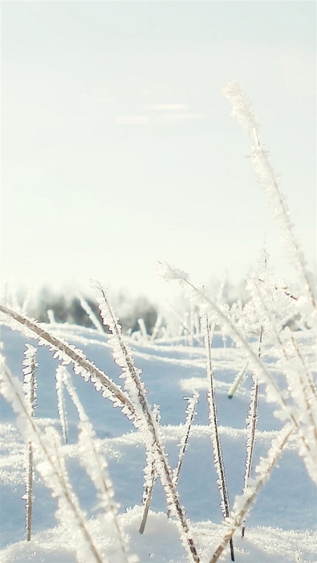 Sunshine Icy Plant Leaf Snow Field iPhone 8 wallpaper 