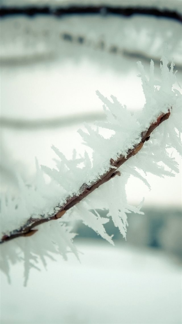 Cold Winter ICy Plant Branch Macro iPhone 8 wallpaper 