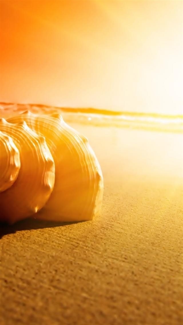 Beach Sea Conch Under Sunset Sunshine Close Up iPhone 8 wallpaper 