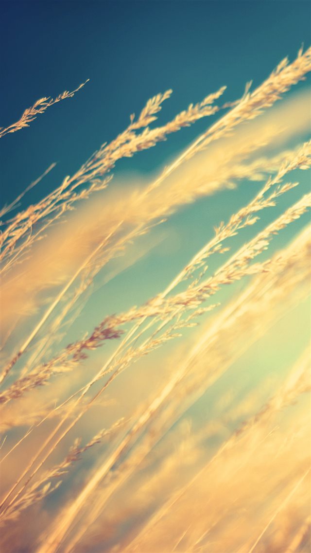 Pure Beautiful Romantic Wheat Plant Field iPhone 8 wallpaper 