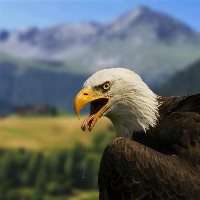 Bald Eagle Close Up iPad wallpaper 