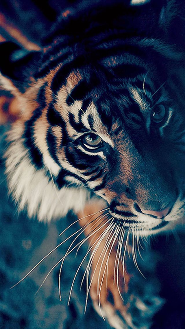 Bengal Tiger Face Closeup iPhone 8 wallpaper 