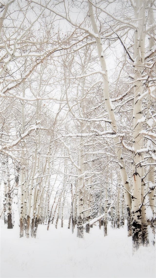 Birch Trees Winter Landscape iPhone 8 wallpaper 