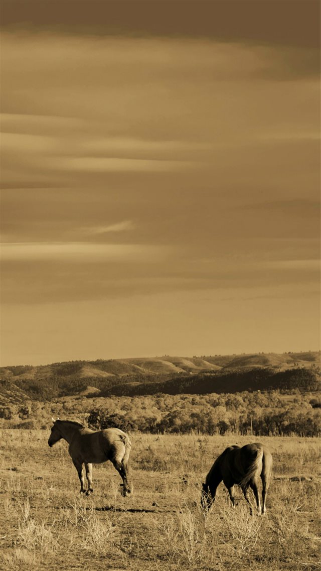 Nature Wild Grassland Horse Foraging Scenery iPhone 8 wallpaper 