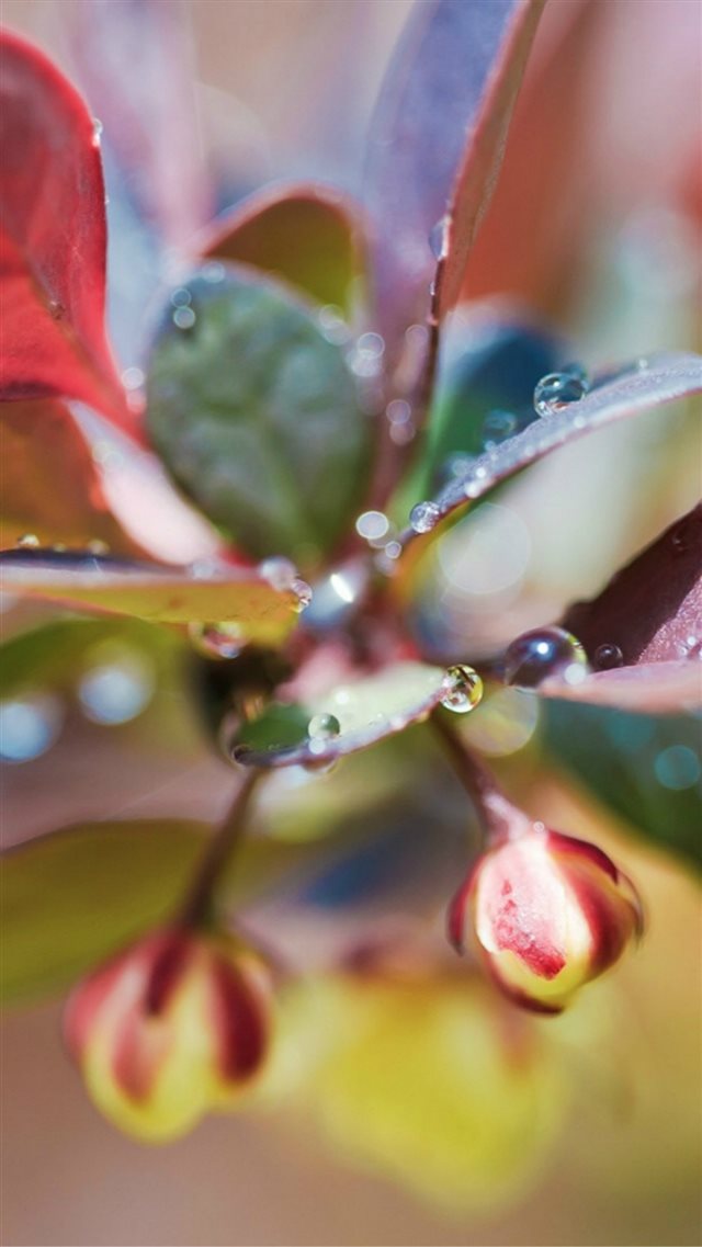 Nature Dew Flower Plant Leaf Macro iPhone 8 wallpaper 