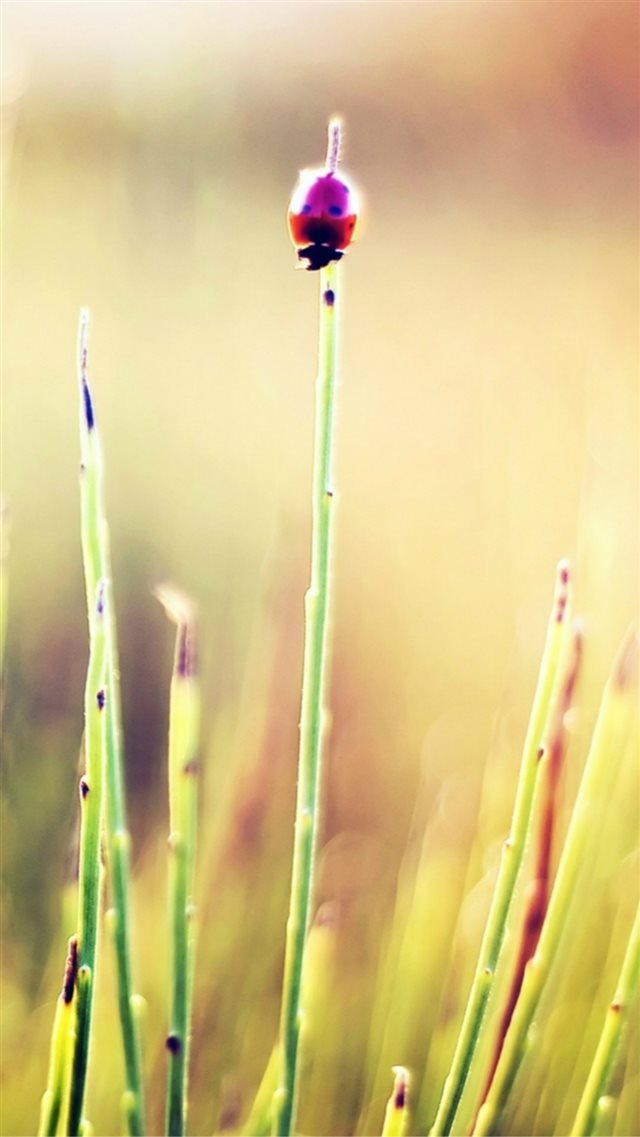 Nature Cute Bug On Plant Field Bokeh Blur iPhone 8 wallpaper 