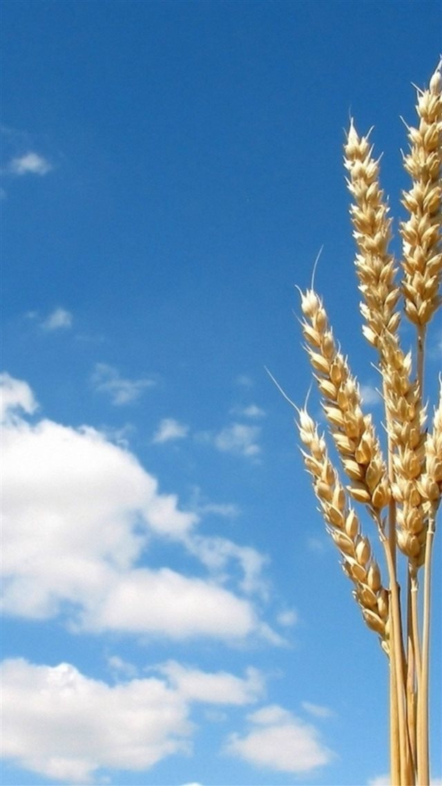 Nature Bright Wheat Rice Bunch Sunny Skyview iPhone 8 wallpaper 