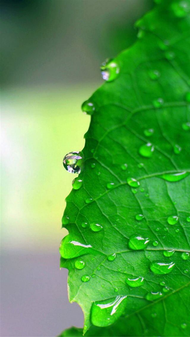 Natural Vitality Dew Leaf Macro iPhone 8 wallpaper 