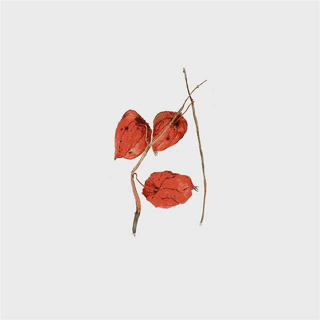 Simple Illust Art Flower Drawing iPad wallpaper 