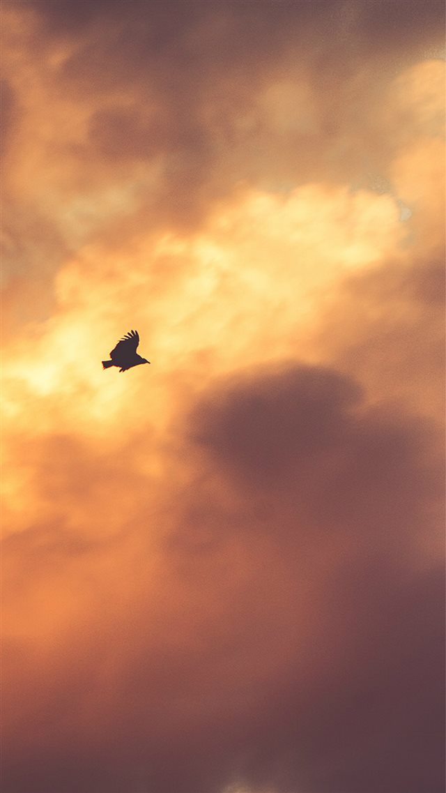 Bird Fly Sky Clouds Red Sunset Nature Animal iPhone 8 wallpaper 