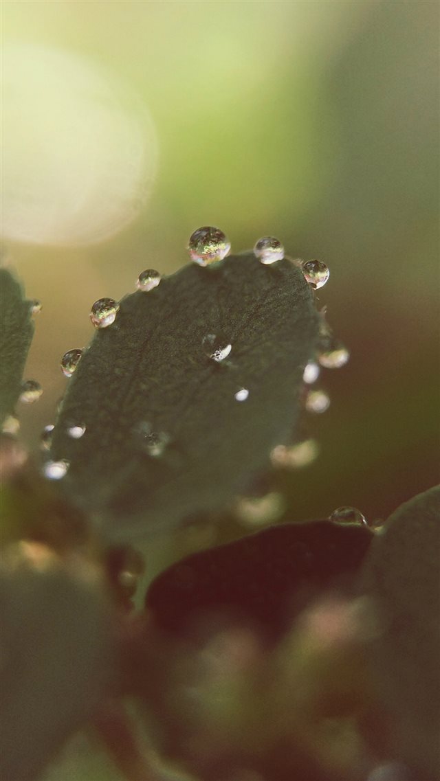 Nature Morning Dew Leaf Flower Rain iPhone 8 wallpaper 