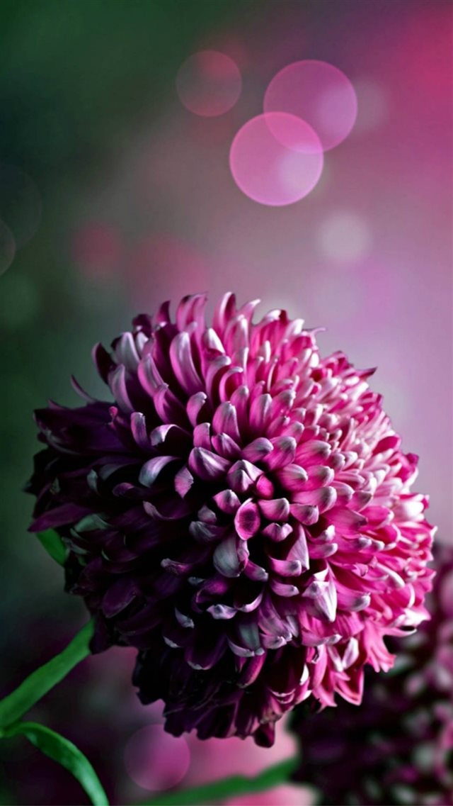 Hydrangea Chrysanthemum Flower Macro Bokeh iPhone 8 wallpaper 