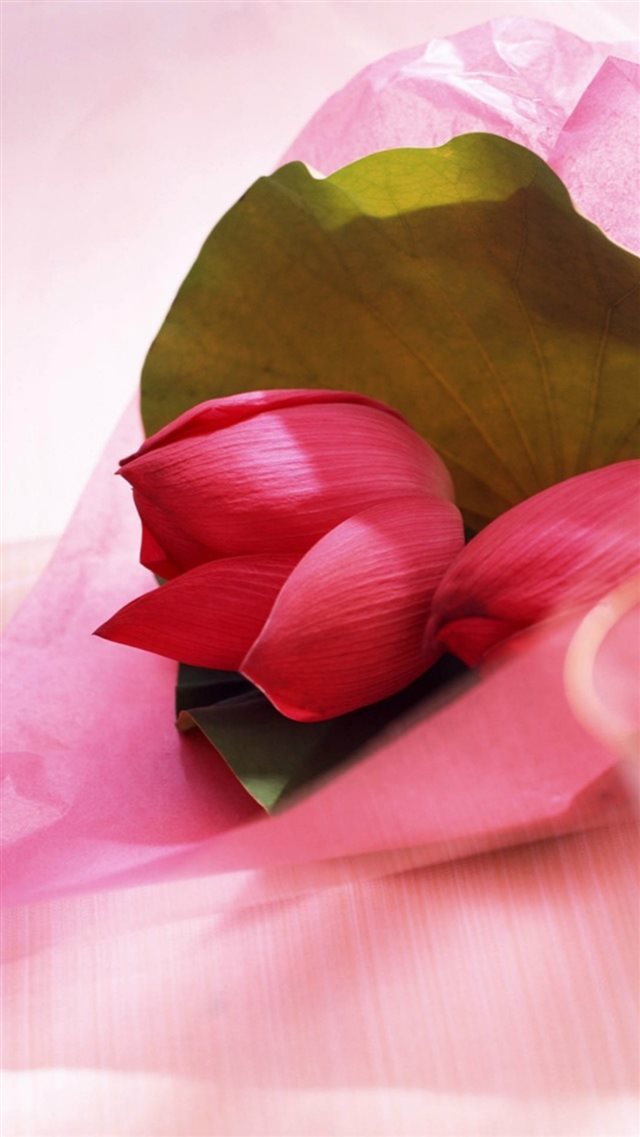 Fresh Lotus Bunch Bouquet Macro iPhone 8 wallpaper 