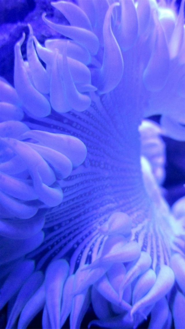 Pure Purple Blur Flower Macro iPhone 8 wallpaper 