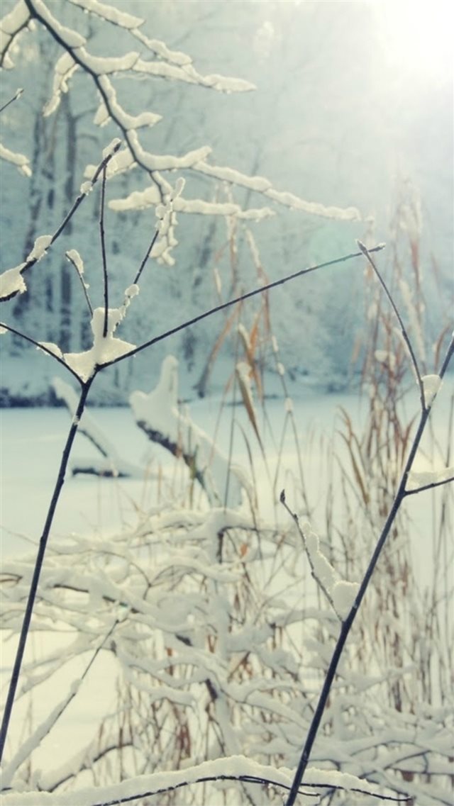 Nature Sunshine Winter Snowy Leafy Branch iPhone 8 wallpaper 