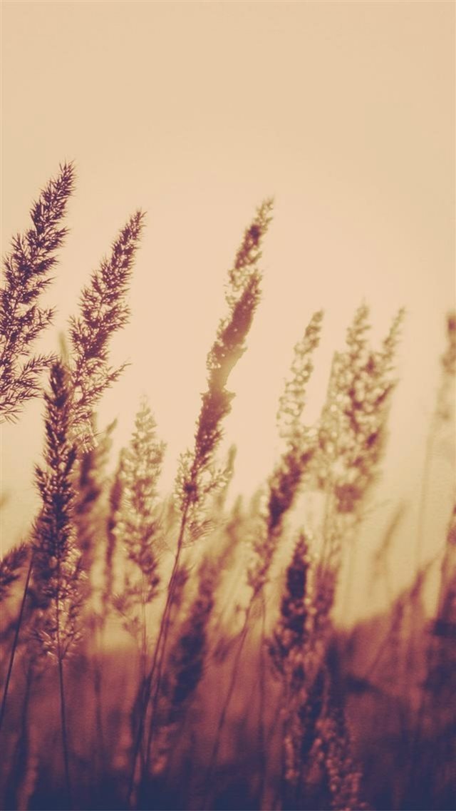 Nature Sunset Bulrush Plant Field Blur iPhone 8 wallpaper 