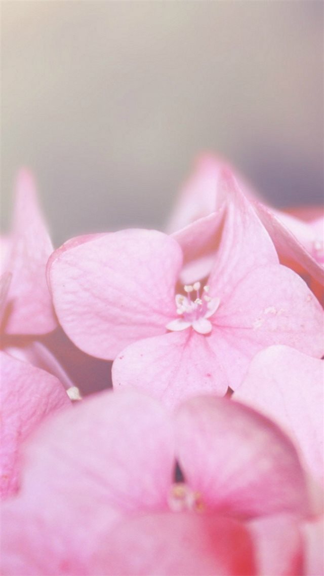Pure Pink Flower Petal Macro Blur  iPhone 8 wallpaper 