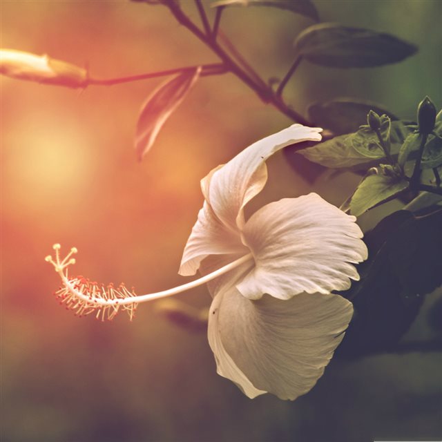 White China Rose Branch  Sunlight Blur iPad wallpaper 