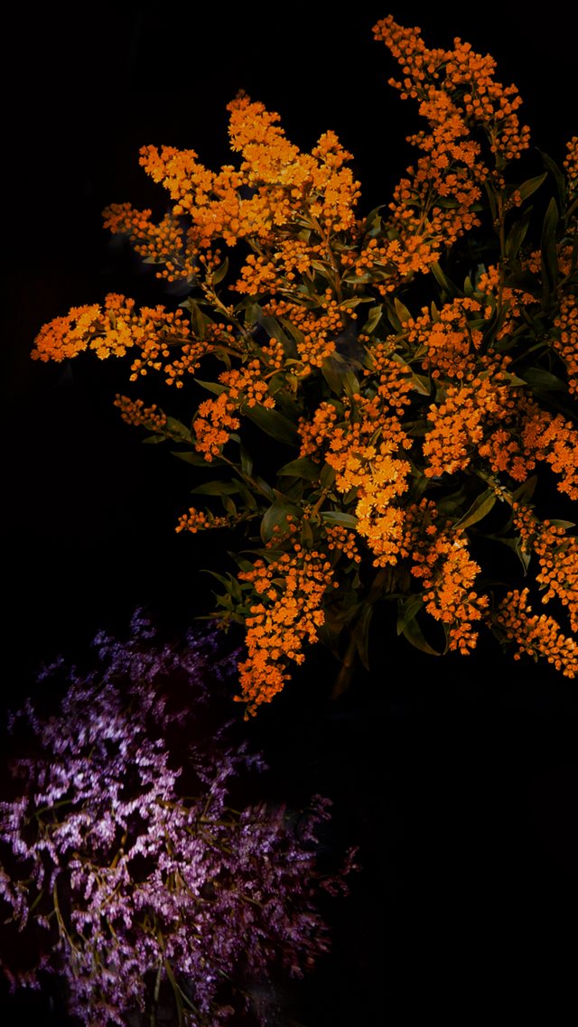 Fantasy Shiny Flower Tree Dark iOS9 Wallpaper Art iPhone 8 wallpaper 