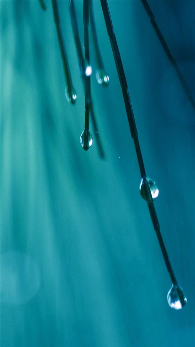 Grass Threads Water Drops iPhone 8 wallpaper 