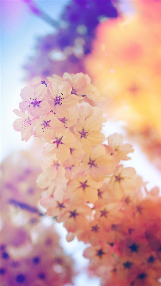 Warm Bright Spring Cherry Bloom Branch Macro iPhone 8 wallpaper 