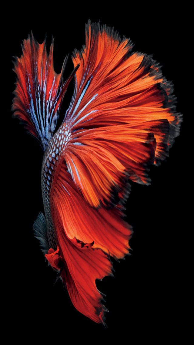 iOS9 Red Fish Artwork Pattern Dark iPhone 8 wallpaper 