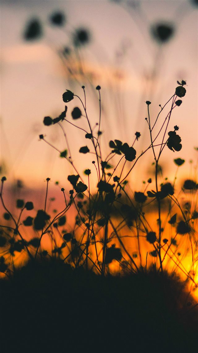 Night Nature Flower Sunset Dark Shadow iPhone 8 wallpaper 
