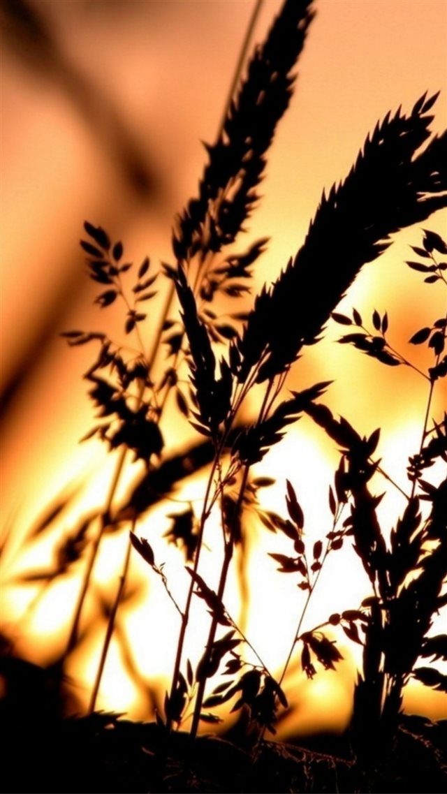 Golden Sunset Reed Plant Shadow Landscape iPhone 8 wallpaper 