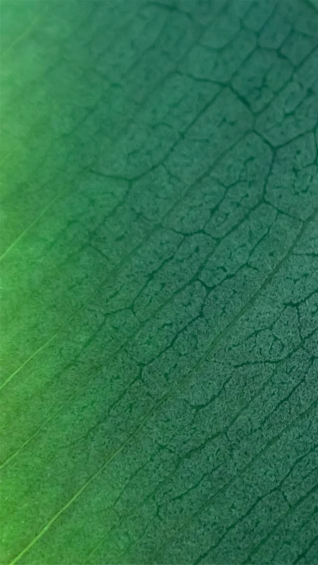 Natural Green Leaf Texture Pattern iPhone 8 wallpaper 