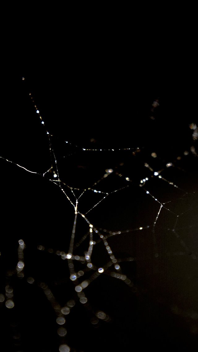Spider Web Nature Rain Water Pattern Dark iPhone 8 wallpaper 