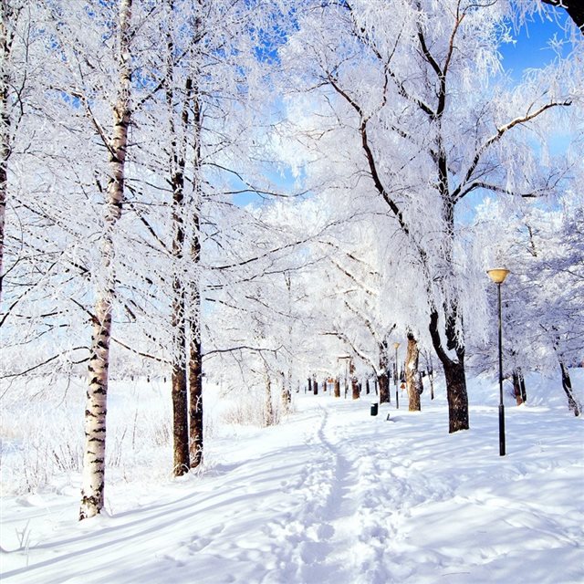 Winter Pure Snowy Park iPad wallpaper 
