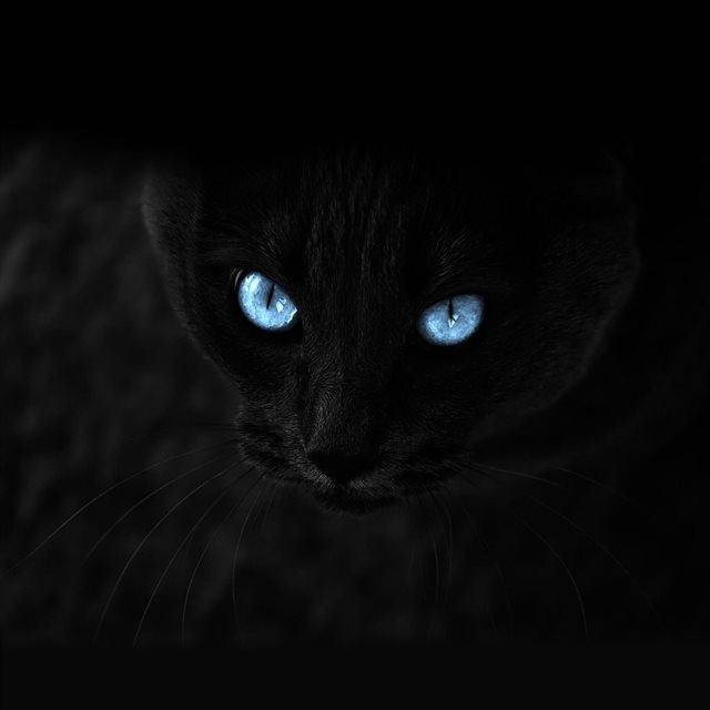 Blue Staring Cat Eye Dark iPad wallpaper 