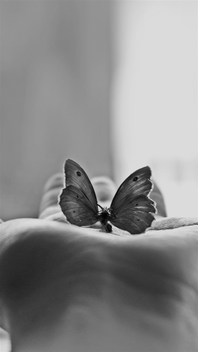 Butterfly Hand Black White Art iPhone 8 wallpaper 
