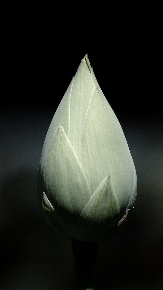 Gray Tulip Bulb Macro Black Background iPhone 8 wallpaper 