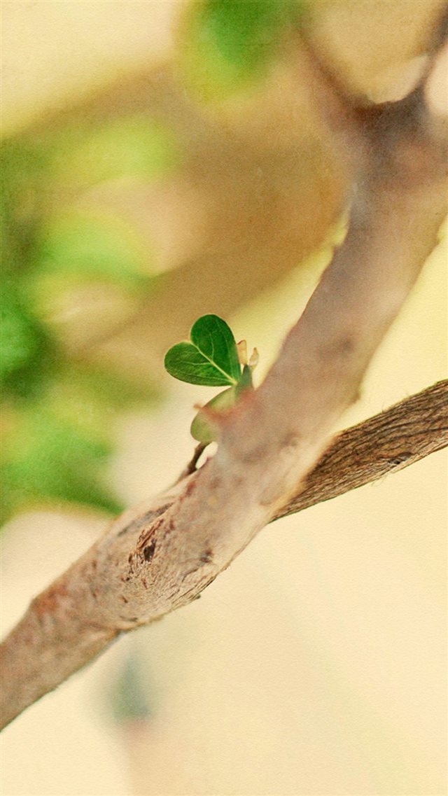 Natural Love Shaped Leaf Twig Blur iPhone 8 wallpaper 