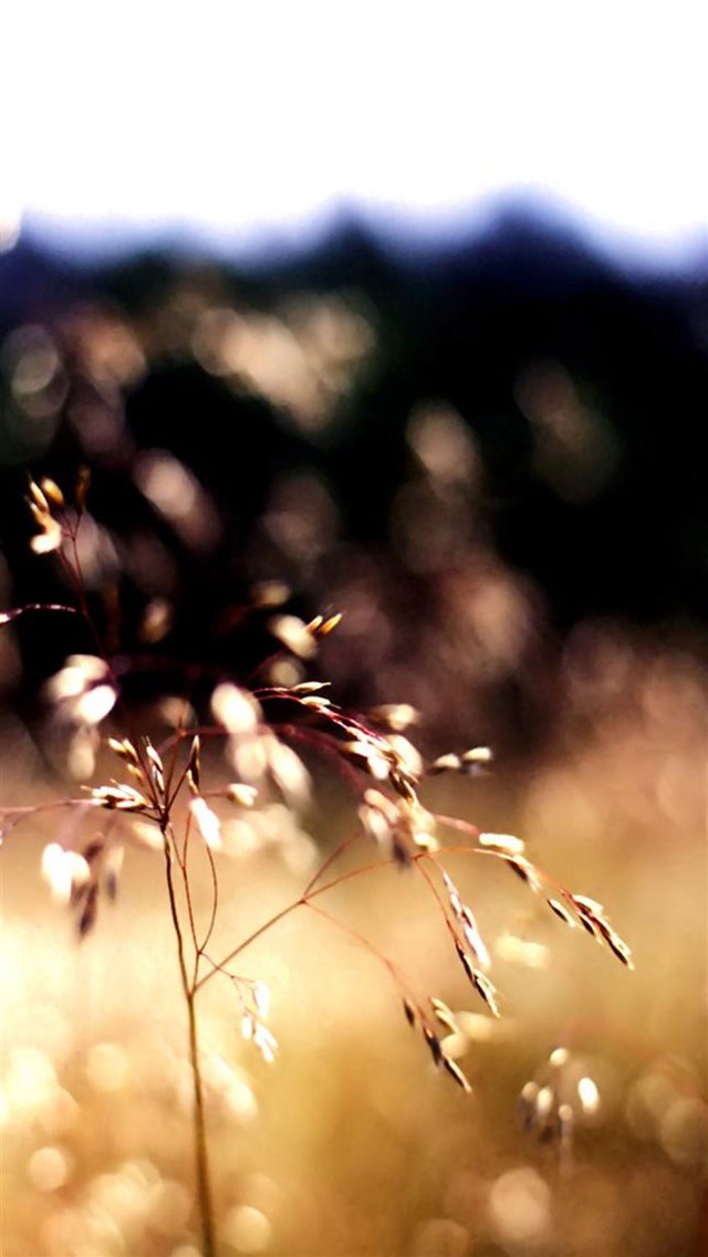 Nature Weed Plant Bokeh Blur iPhone 8 wallpaper 
