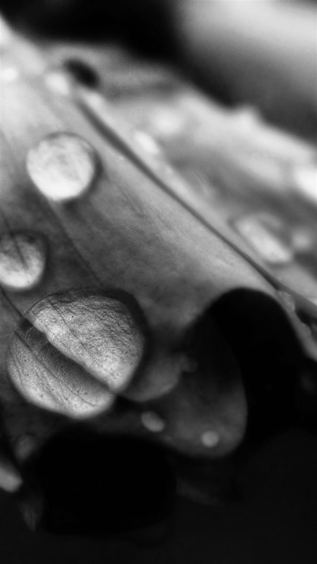 Rain Drops Dew Closeup iPhone 8 wallpaper 